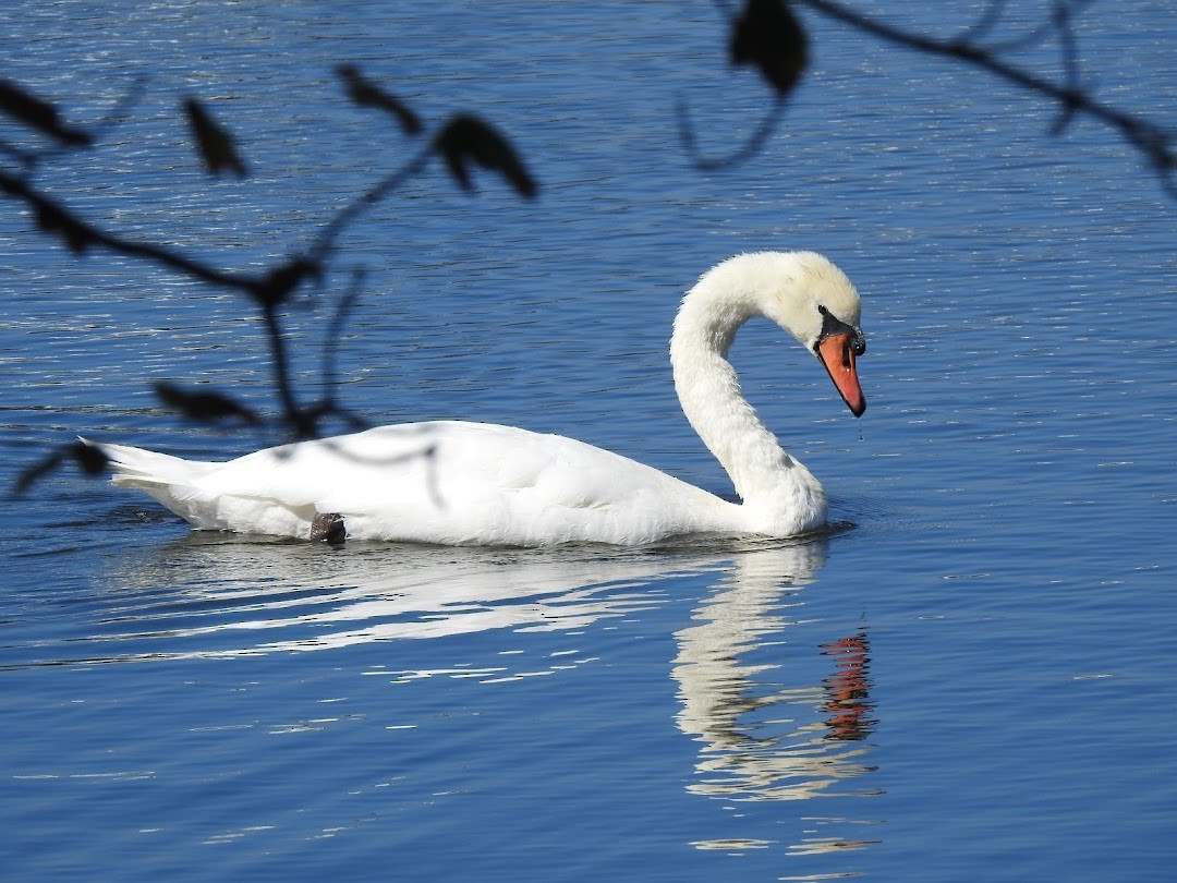 Höckerschwan - ML642683403