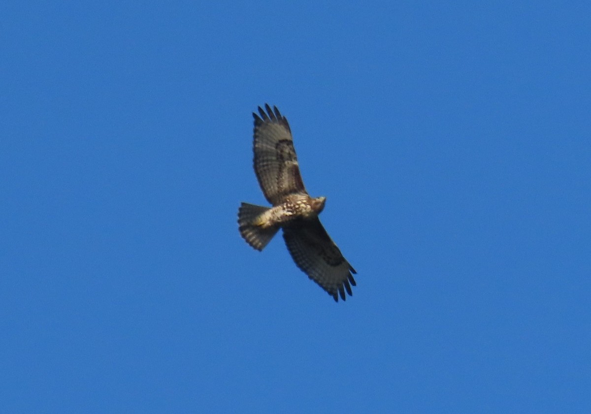 Rotschwanzbussard - ML642683407