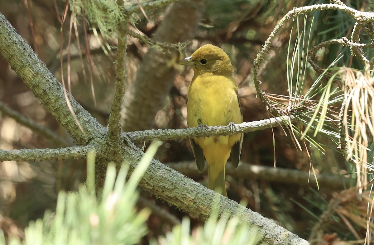 Summer Tanager - ML642683435