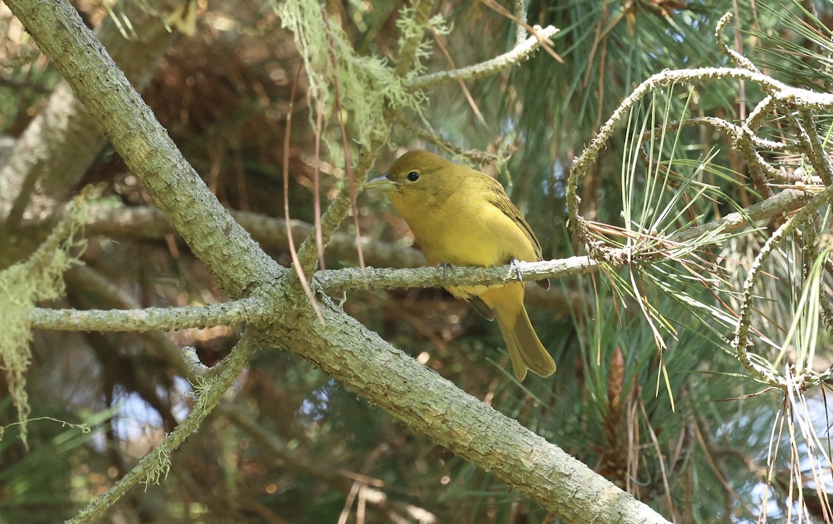 Summer Tanager - ML642683436