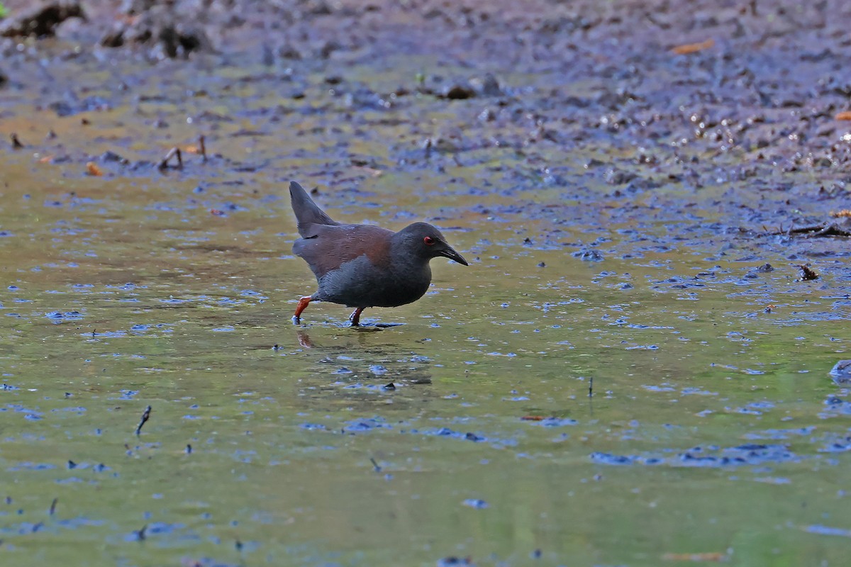 Spotless Crake - ML642683438