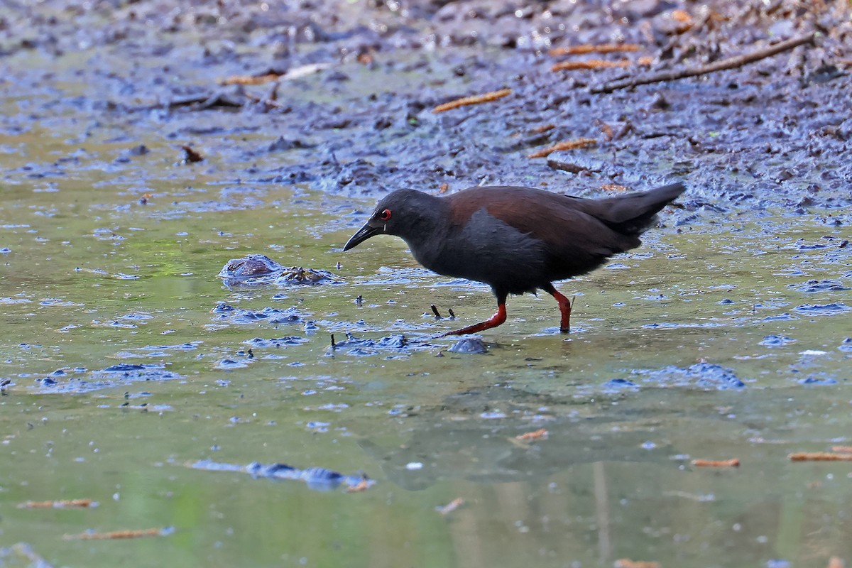 Spotless Crake - ML642683439