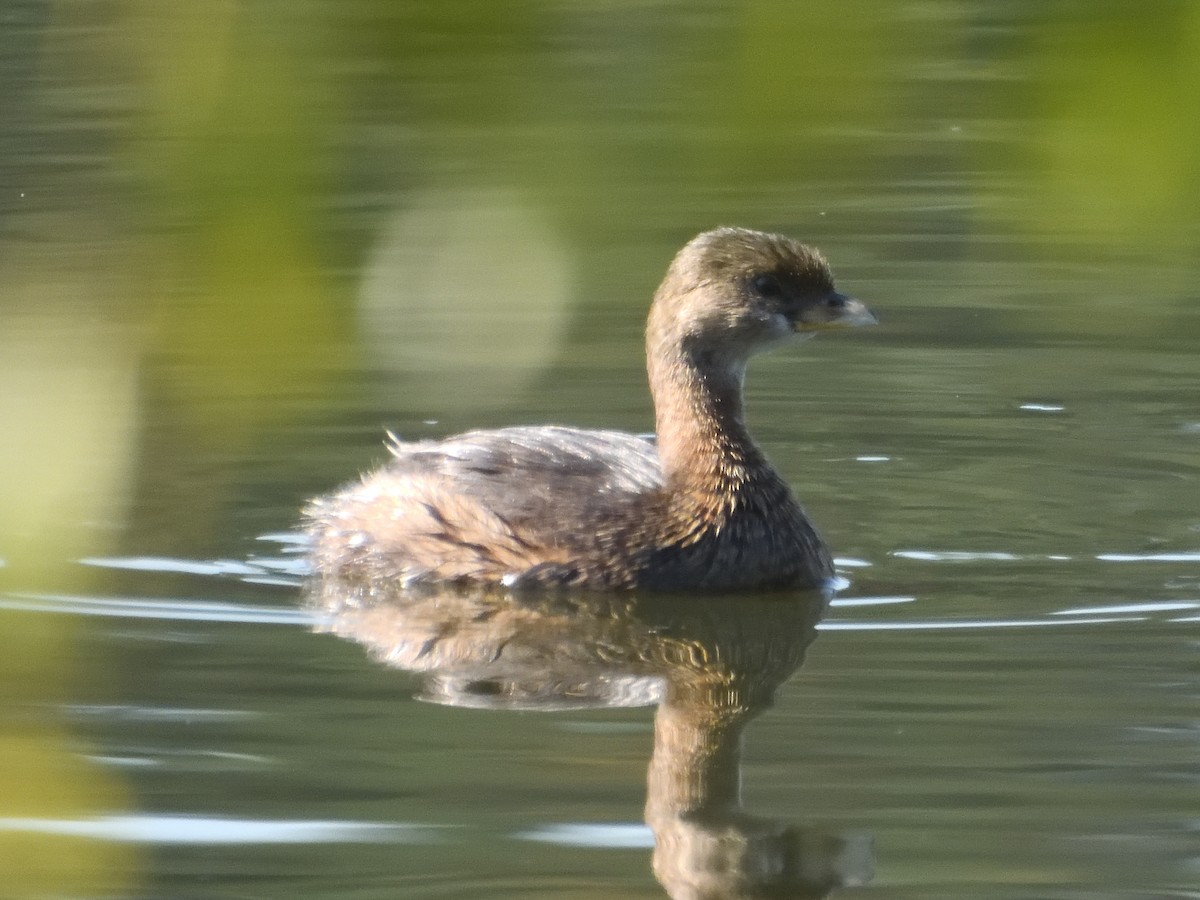 Pied-billed Grebe - ML642683443