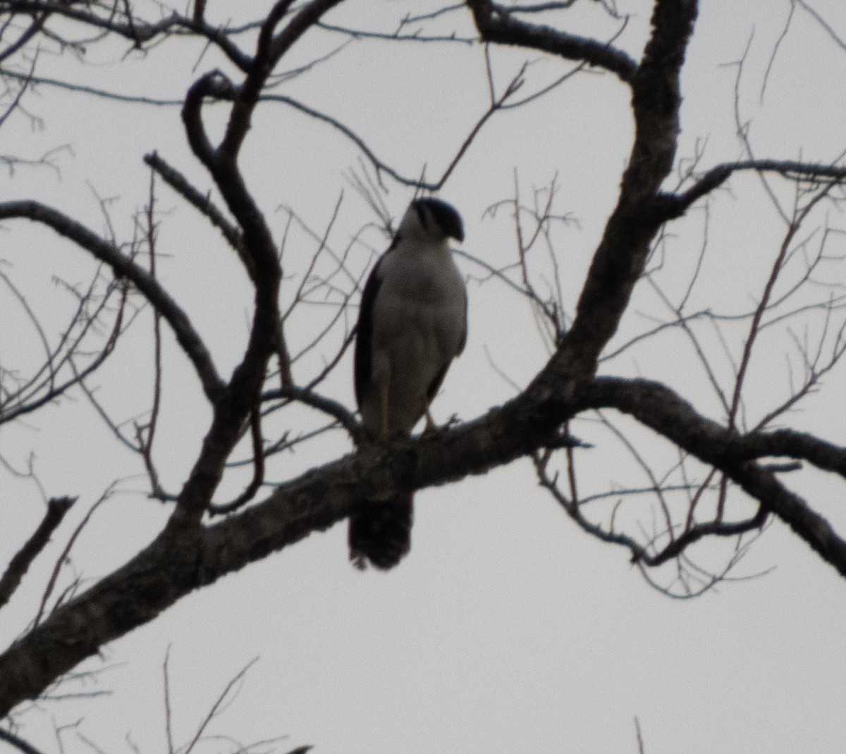 Collared Forest-Falcon - ML642683444