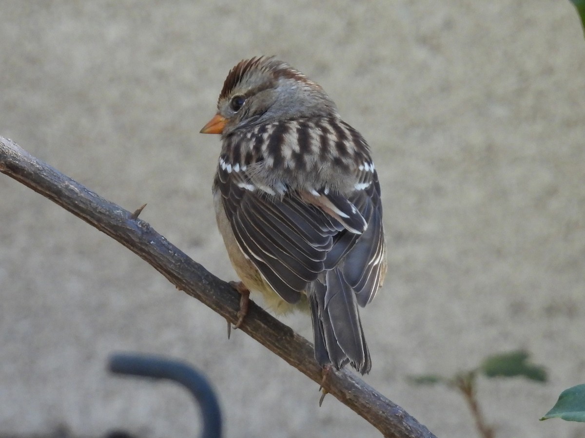 White-crowned Sparrow - ML642683445