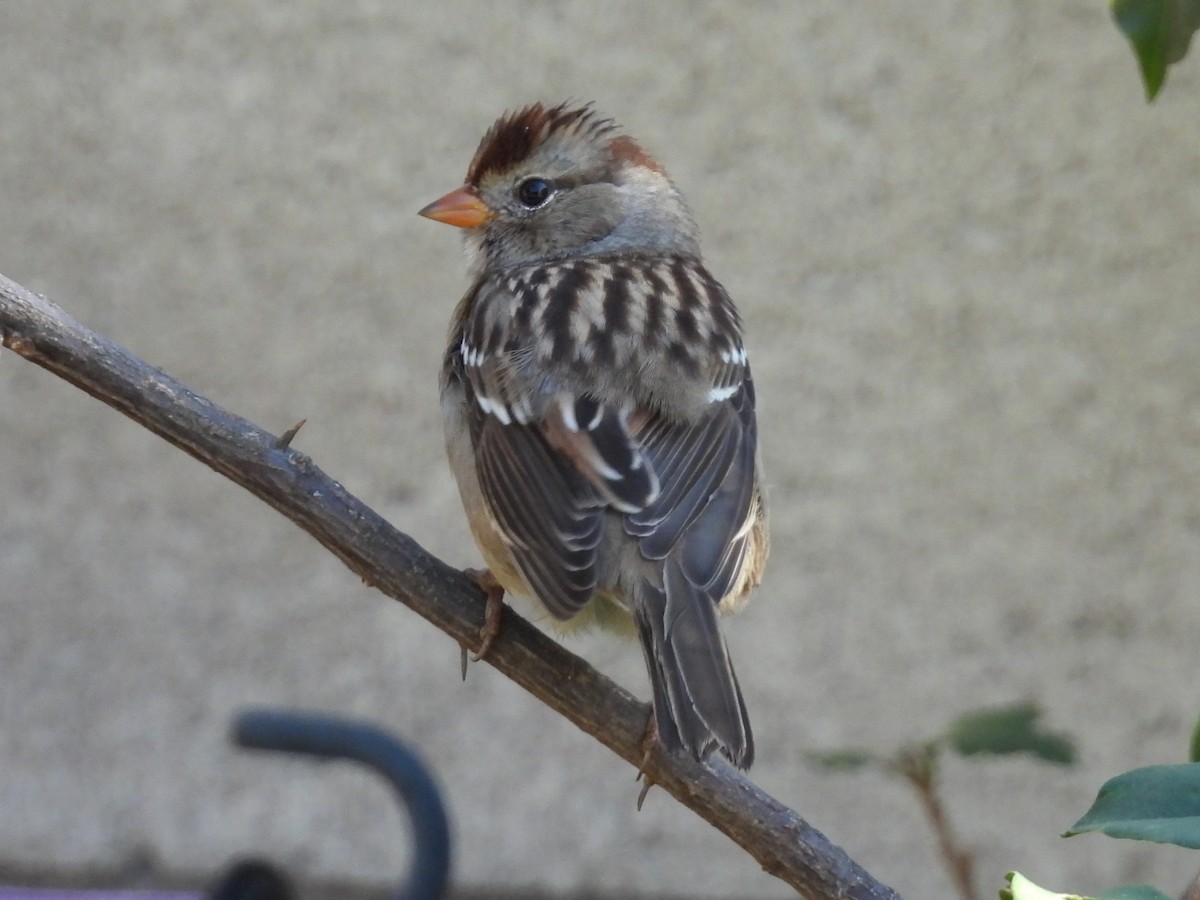 White-crowned Sparrow - ML642683446
