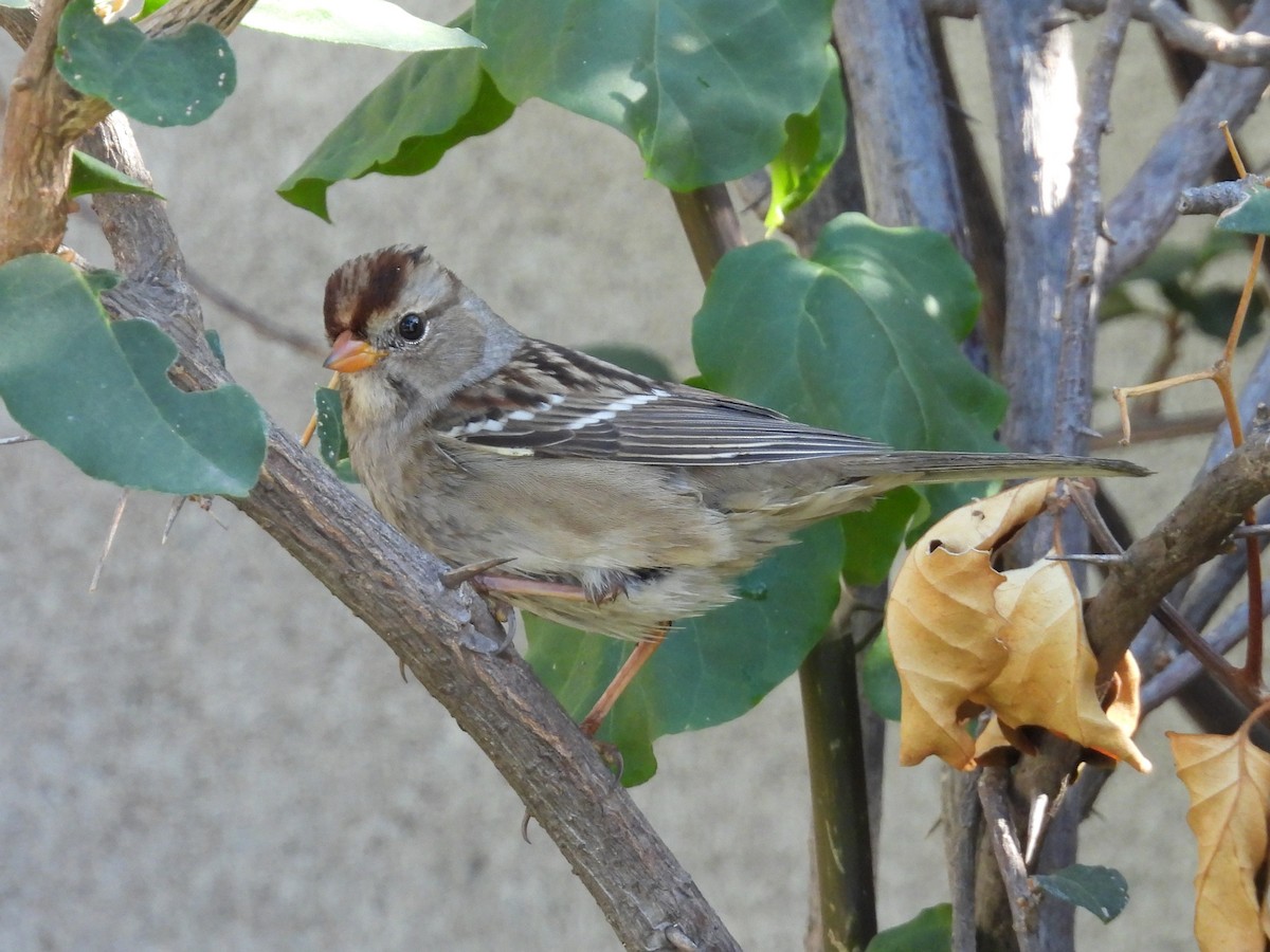 White-crowned Sparrow - ML642683447
