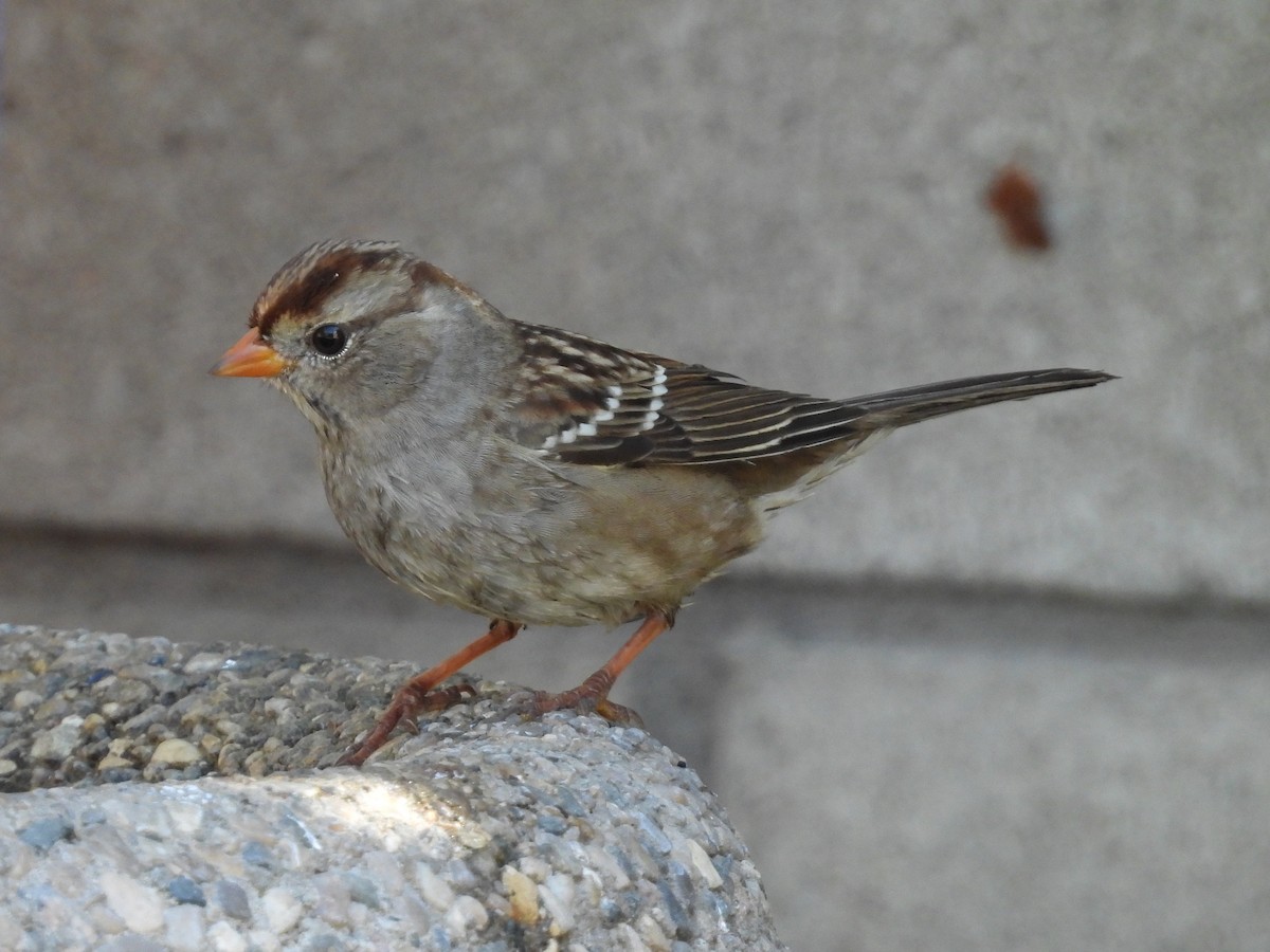 White-crowned Sparrow - ML642683448