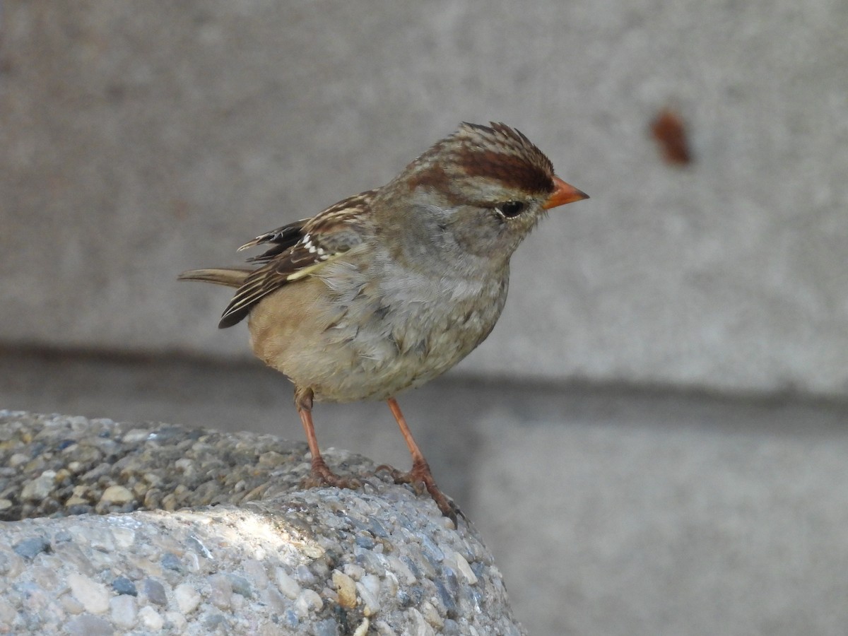 White-crowned Sparrow - ML642683450