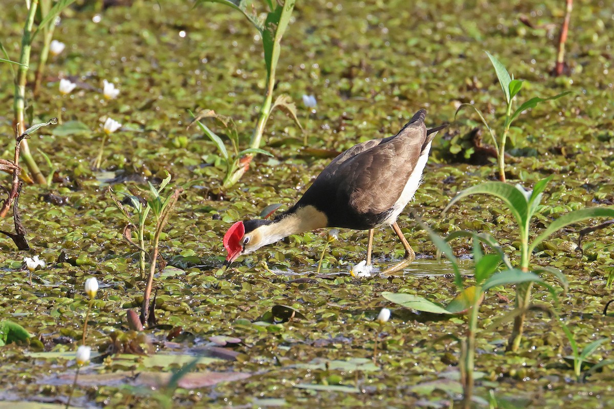 Comb-crested Jacana - ML642683452