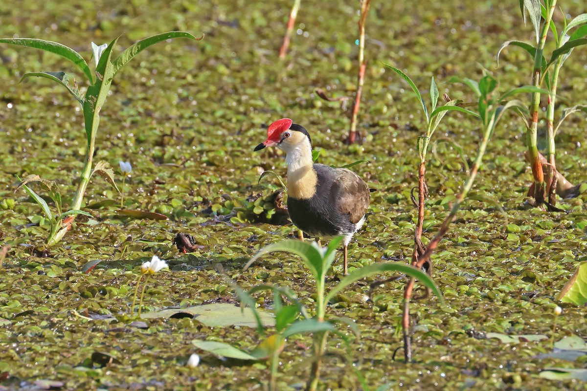 Comb-crested Jacana - ML642683453
