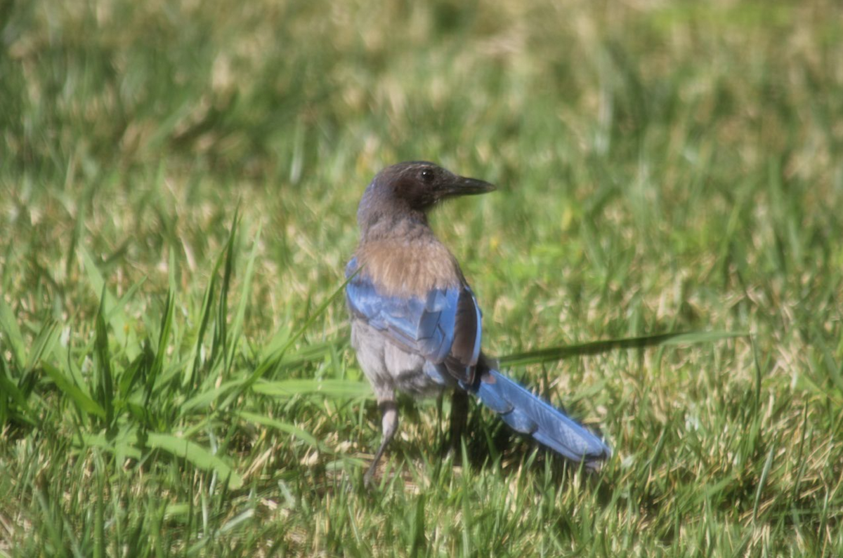 California Scrub-Jay - ML642683459