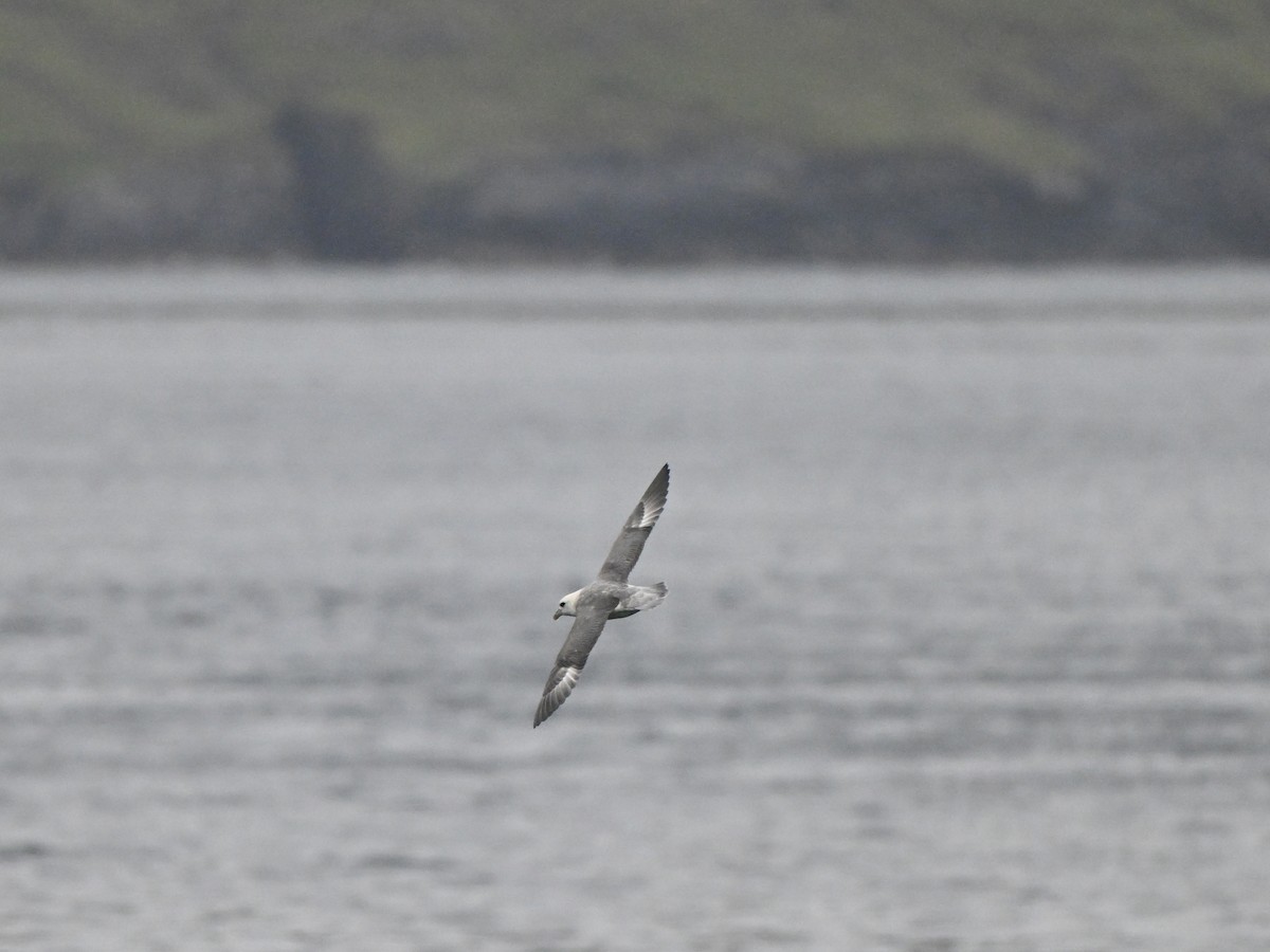 Northern Fulmar (Atlantic) - ML642683463