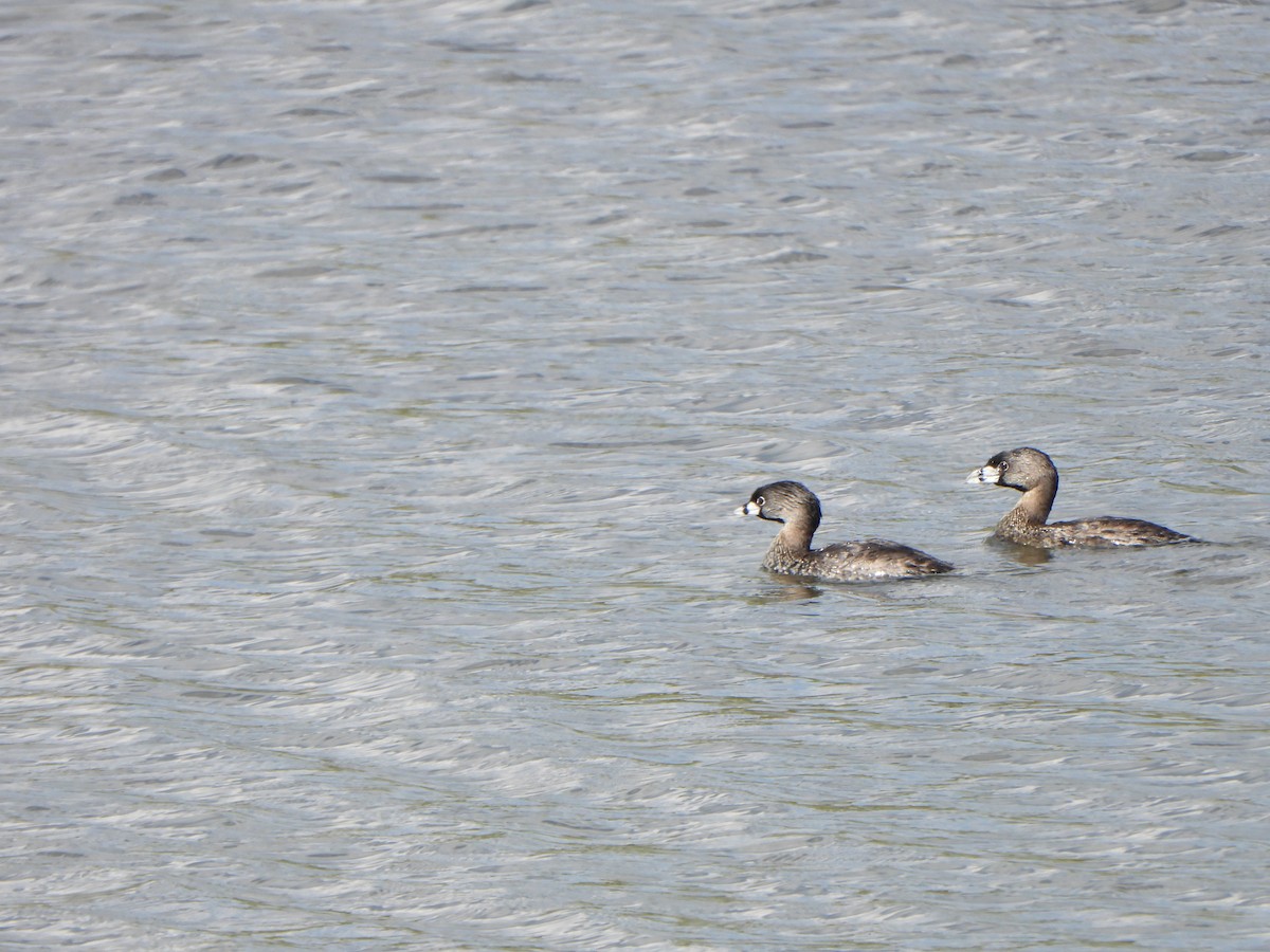 Pied-billed Grebe - ML642683467