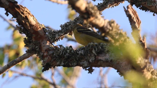 Western Tanager - ML642683469