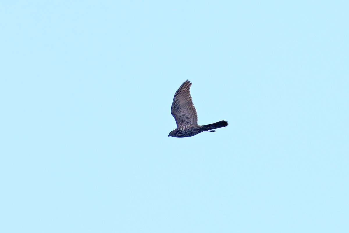 Brown Goshawk - ML642683472