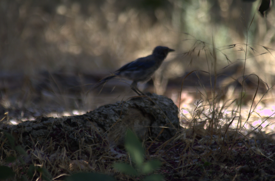 California Scrub-Jay - ML642683478