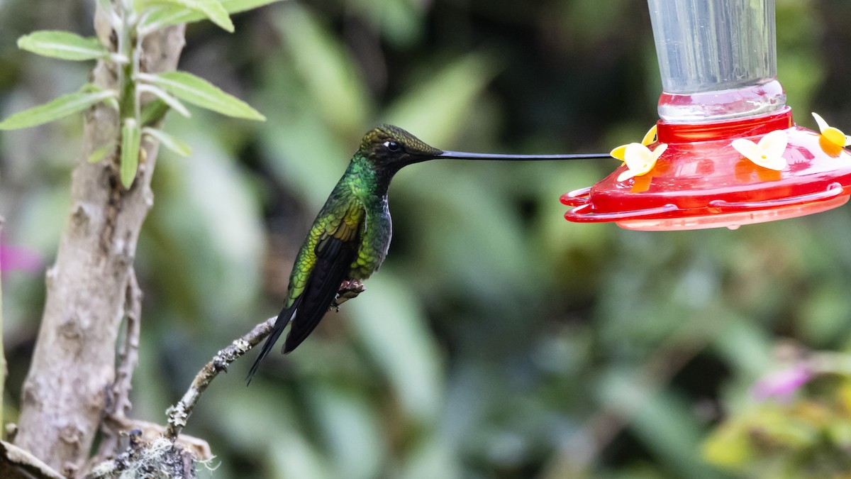 Colibri porte-épée - ML642683480