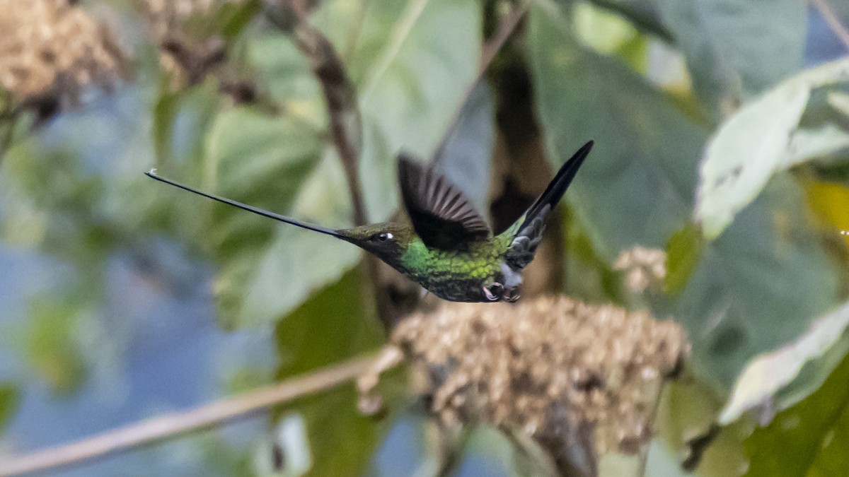 Colibri porte-épée - ML642683483
