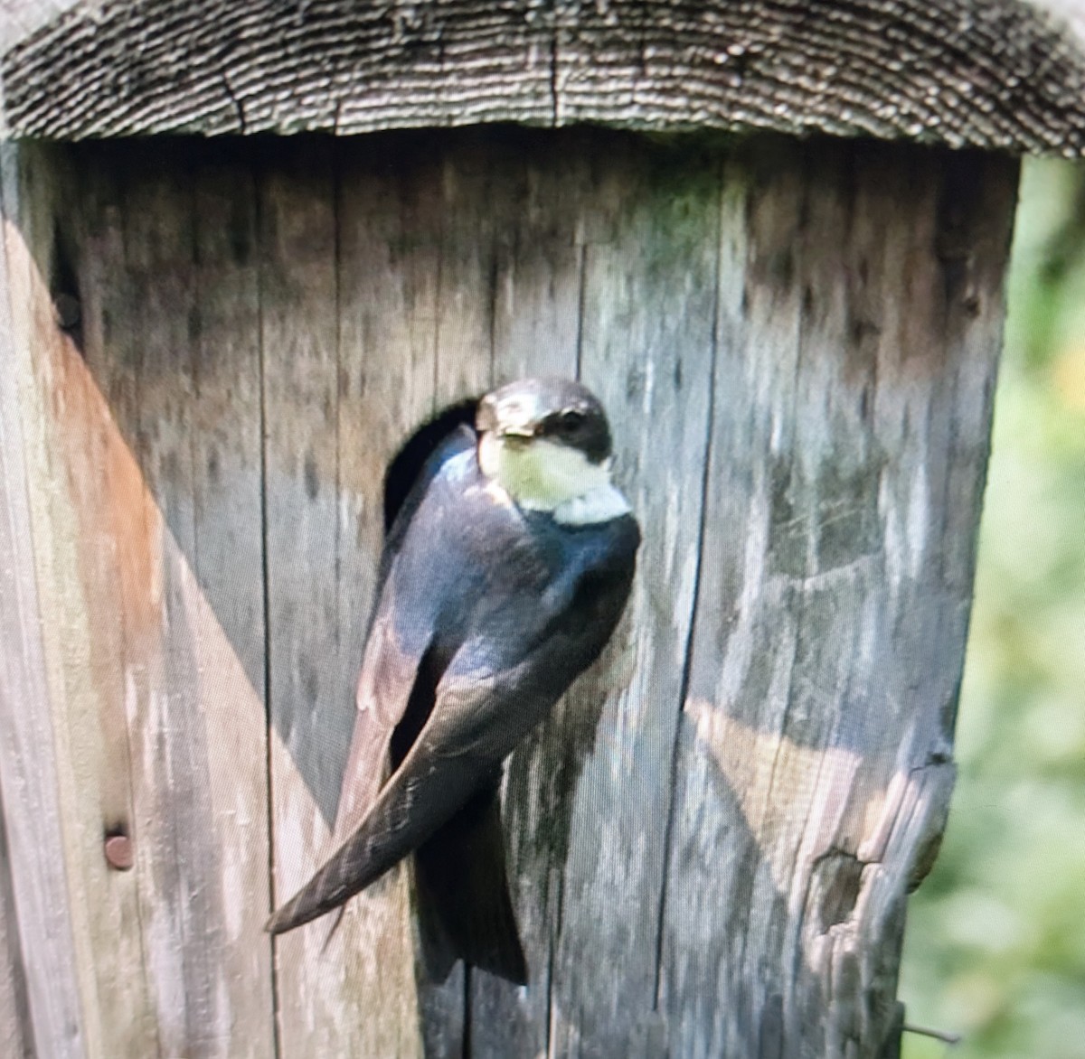 Tree Swallow - ML642683485