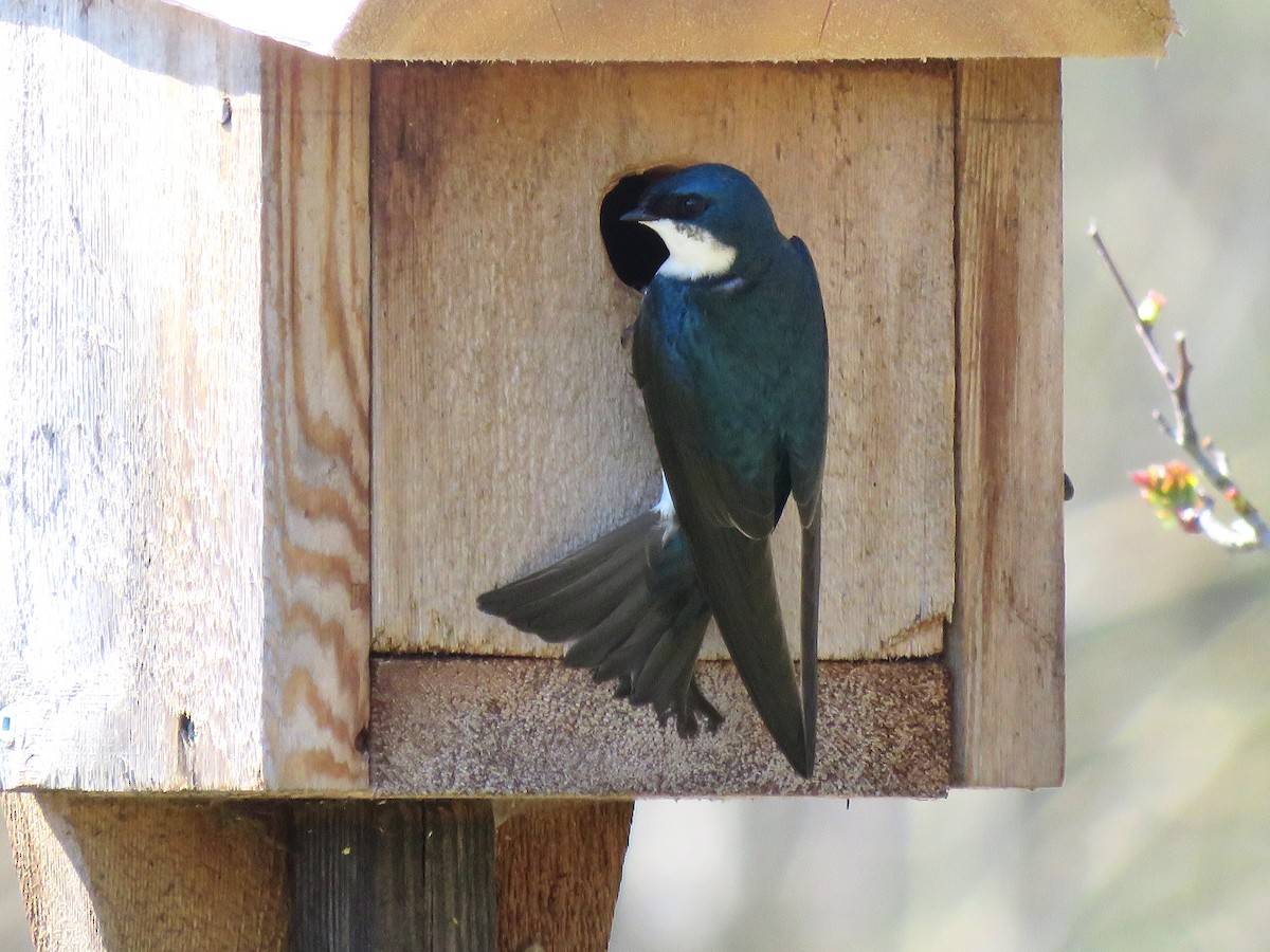 Tree Swallow - ML642683486
