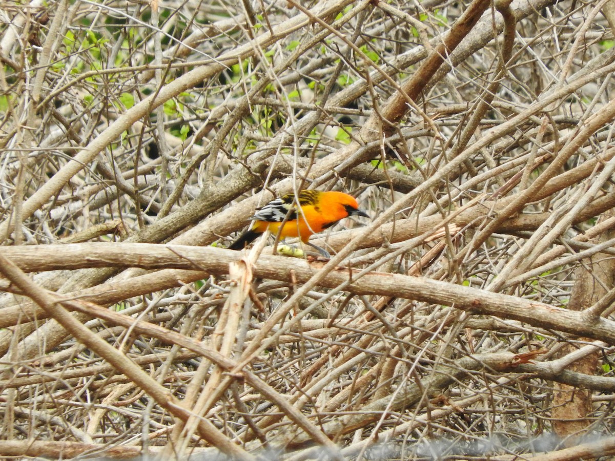 Oriole à dos rayé - ML642683491