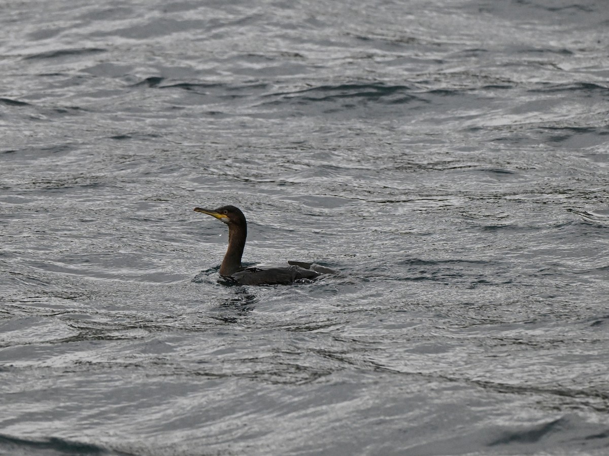 Cormoran huppé (aristotelis) - ML642683492