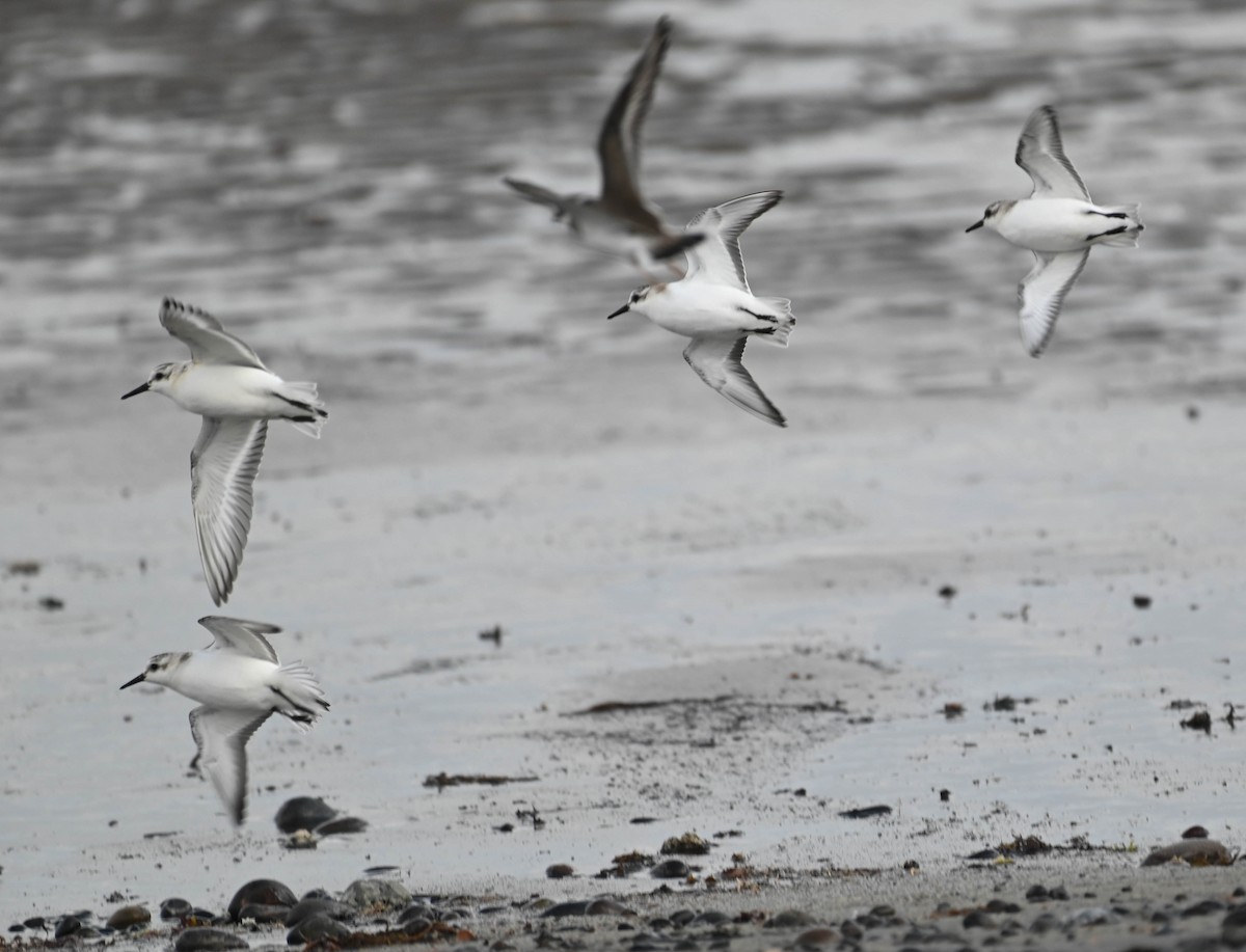 Bécasseau sanderling - ML642683497