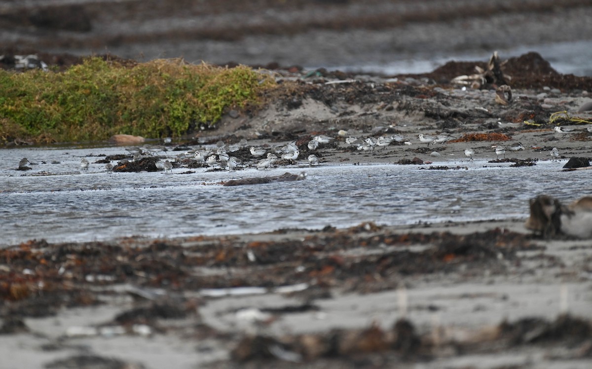 Bécasseau sanderling - ML642683499