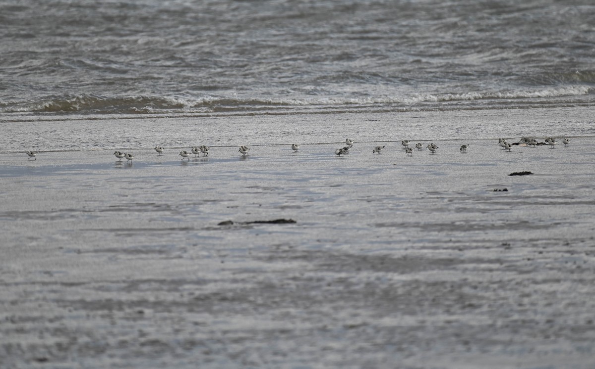 Bécasseau sanderling - ML642683500