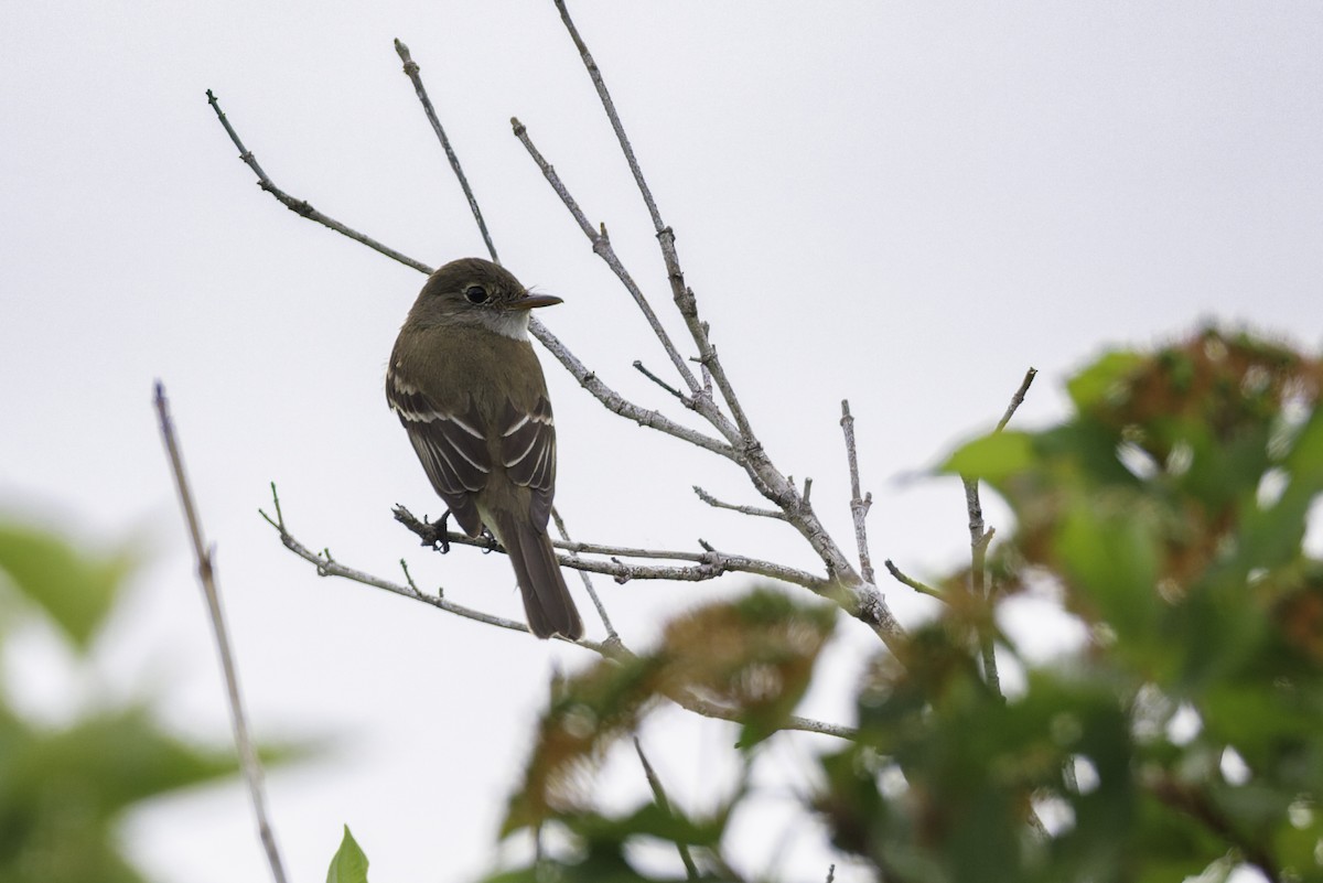 Mosquero Mínimo - ML642683515