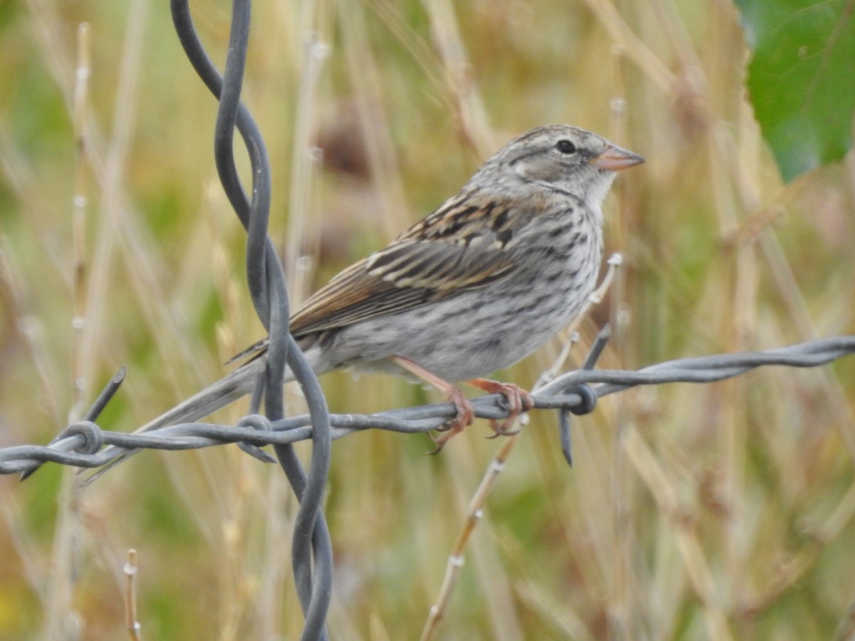Bruant à couronne blanche - ML642683519