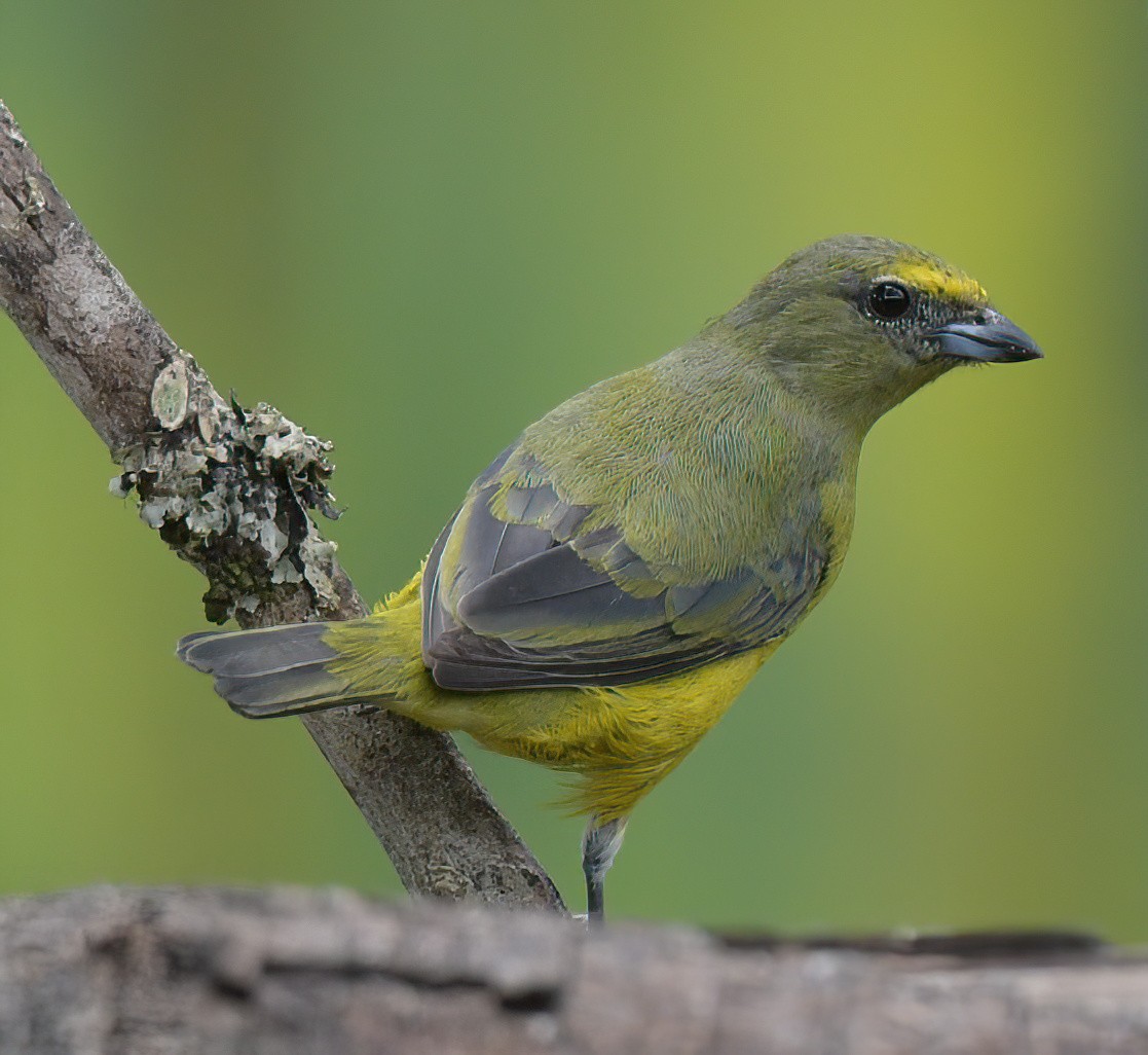 purpurstrupeeufonia - ML642683520