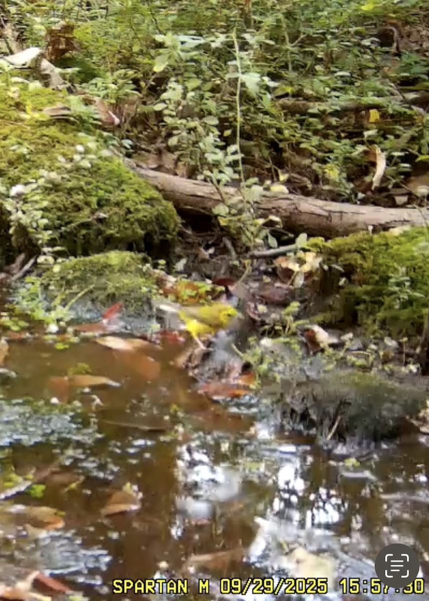 Hooded Warbler - ML642683543