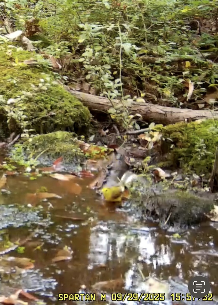 Hooded Warbler - ML642683544