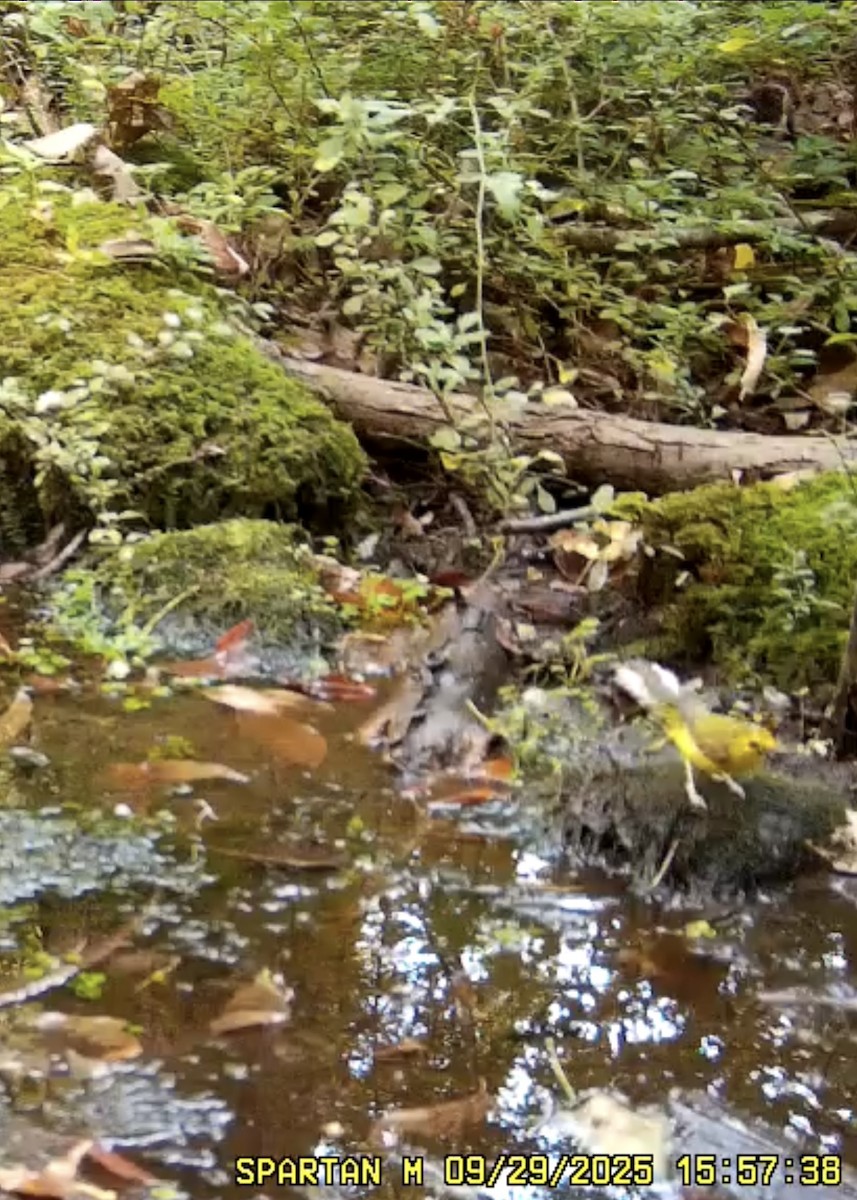 Hooded Warbler - ML642683545