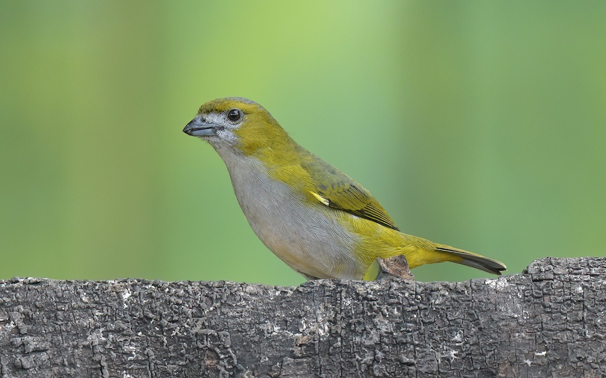 hvitmaskeeufonia - ML642683554