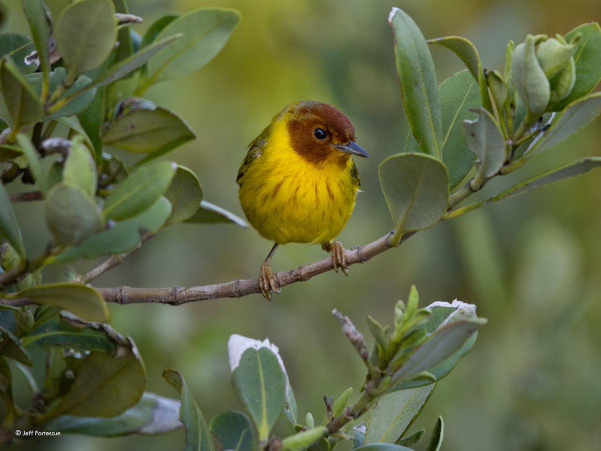 Yellow Warbler (Mangrove) - ML642683556