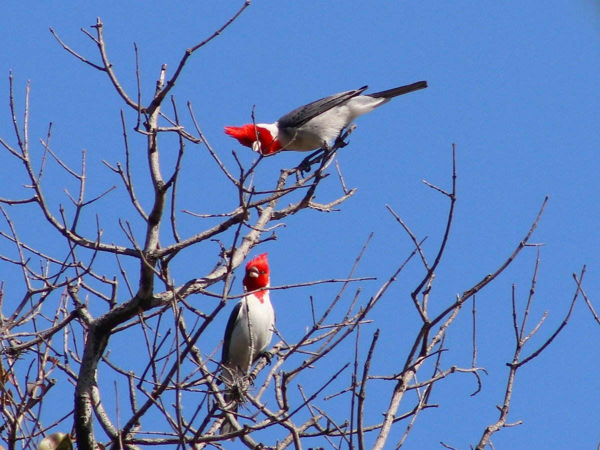 Red-crested Cardinal - ML642683564