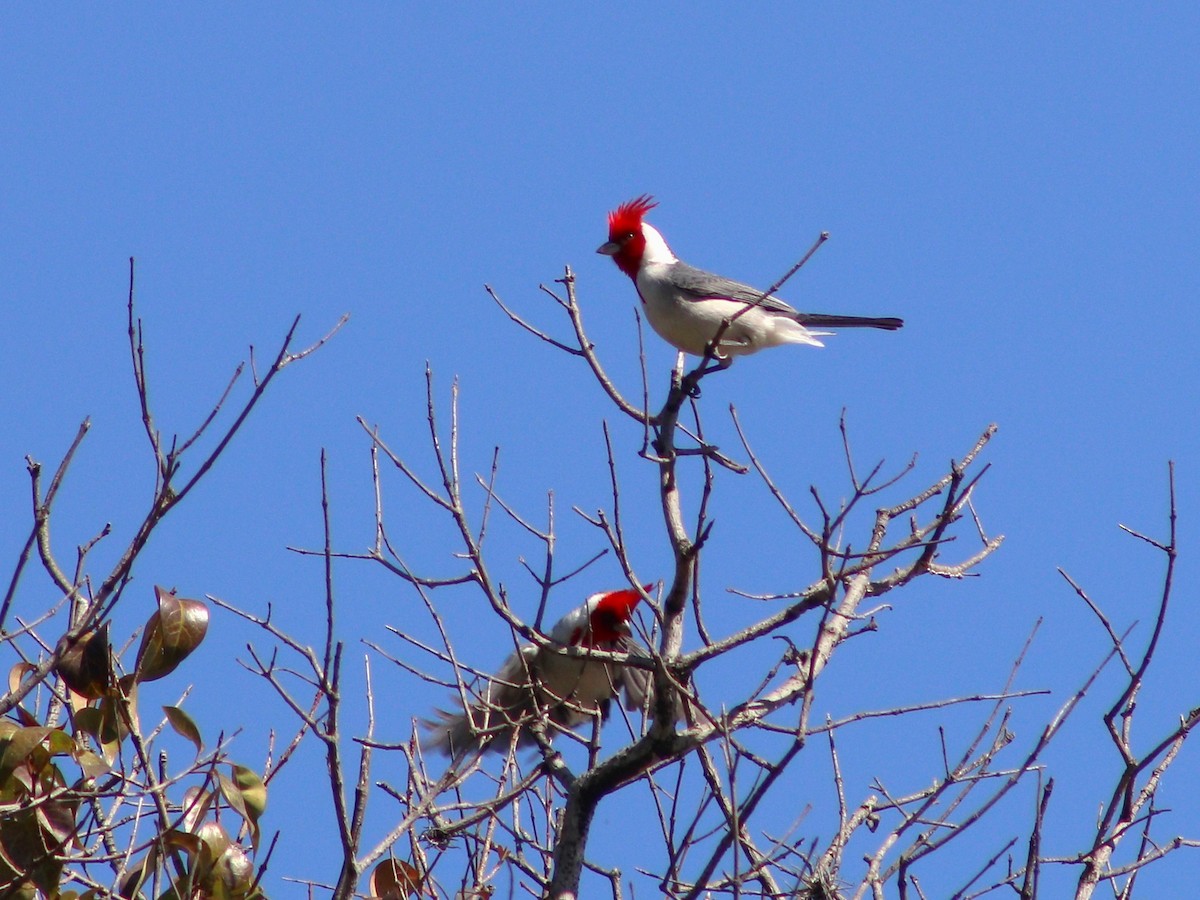 Red-crested Cardinal - ML642683565