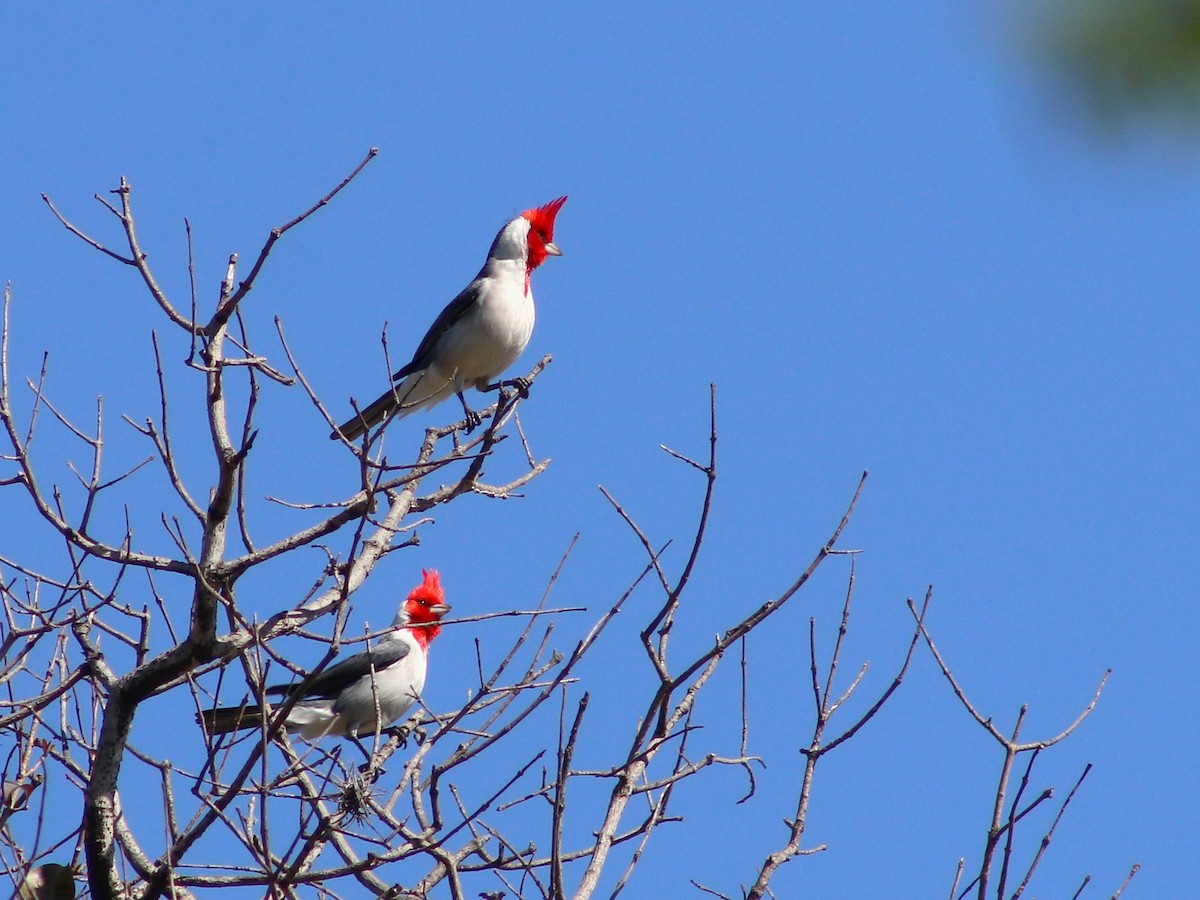 Red-crested Cardinal - ML642683566