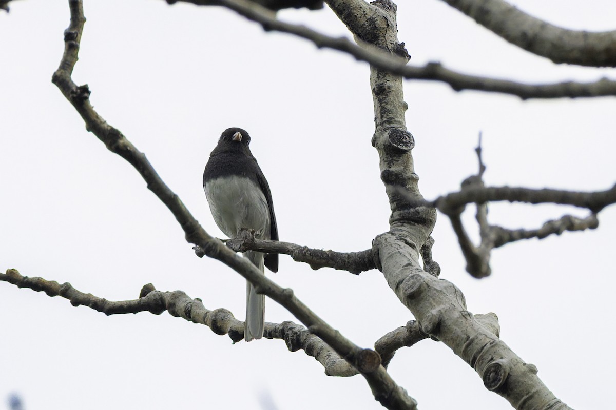 Dark-eyed Junco - ML642683567