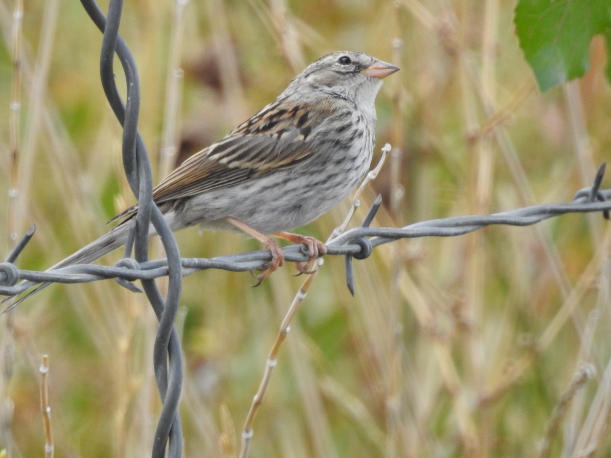 Chipping Sparrow - ML642683569