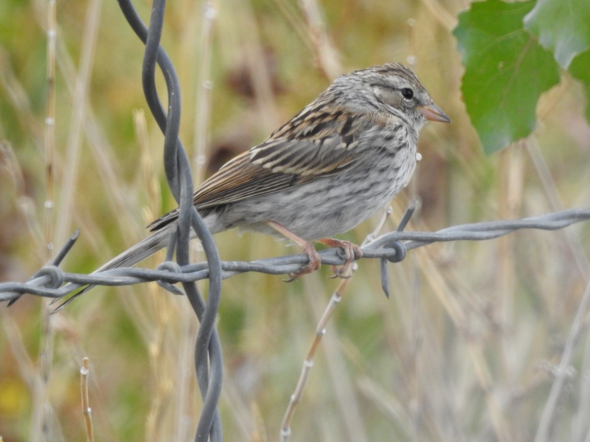 Chipping Sparrow - ML642683573