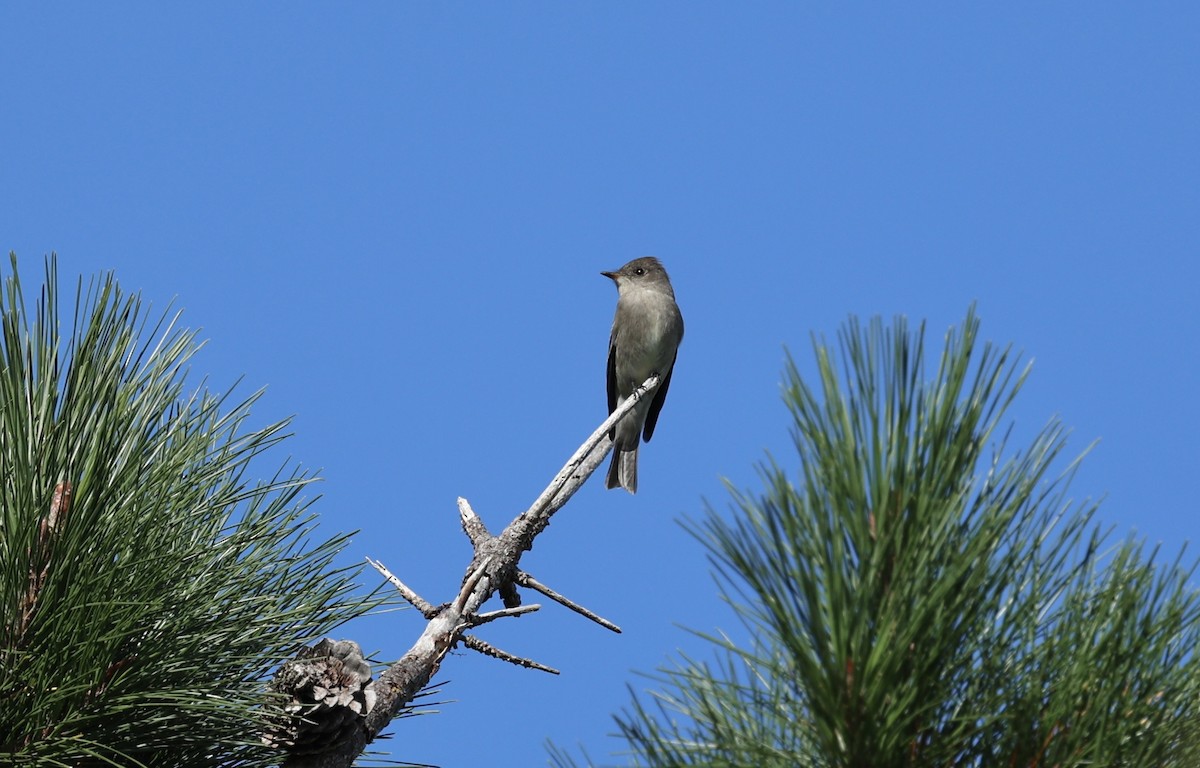 Western Wood-Pewee - ML642683588