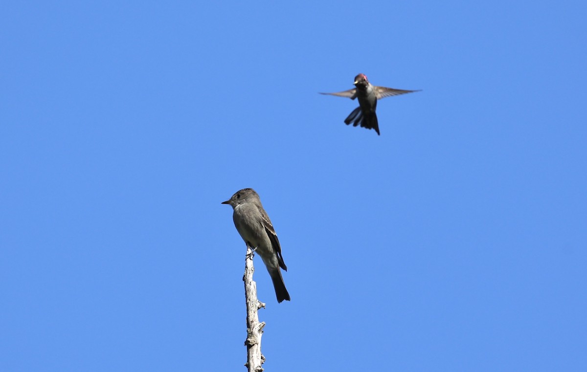 Western Wood-Pewee - ML642683589