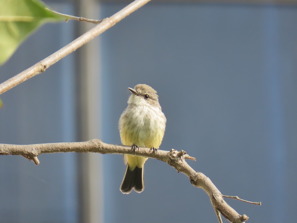 Vermilion Flycatcher - ML642683602