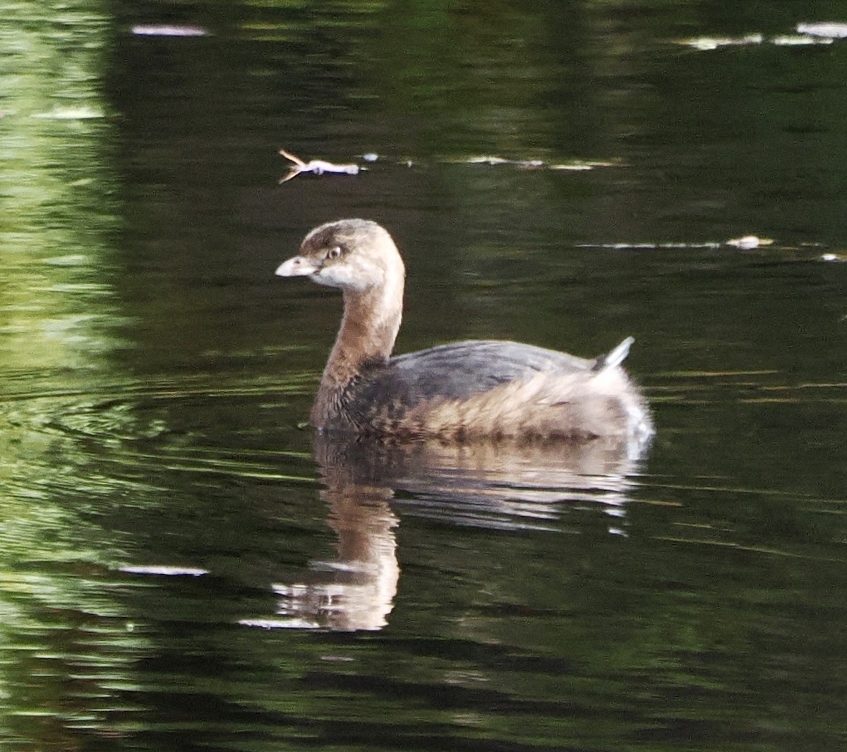 Pied-billed Grebe - ML642683607