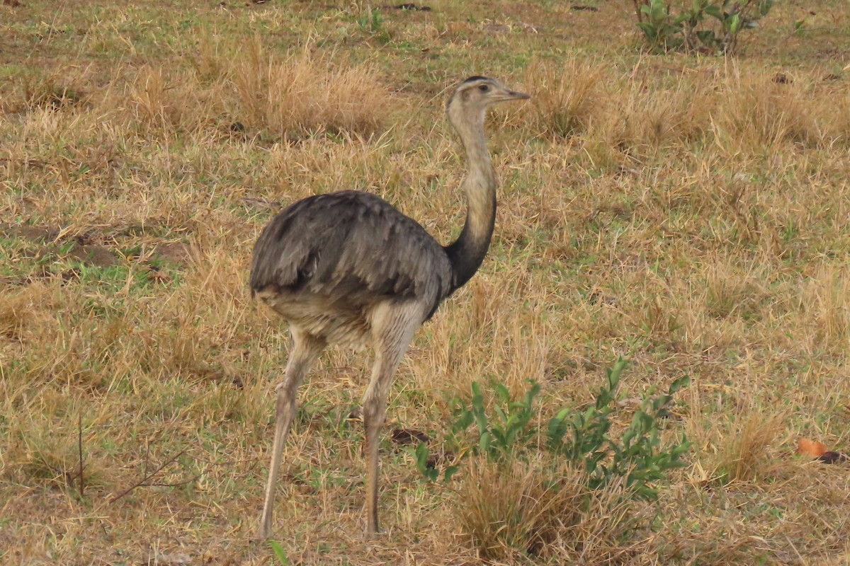 Greater Rhea - ML642683610