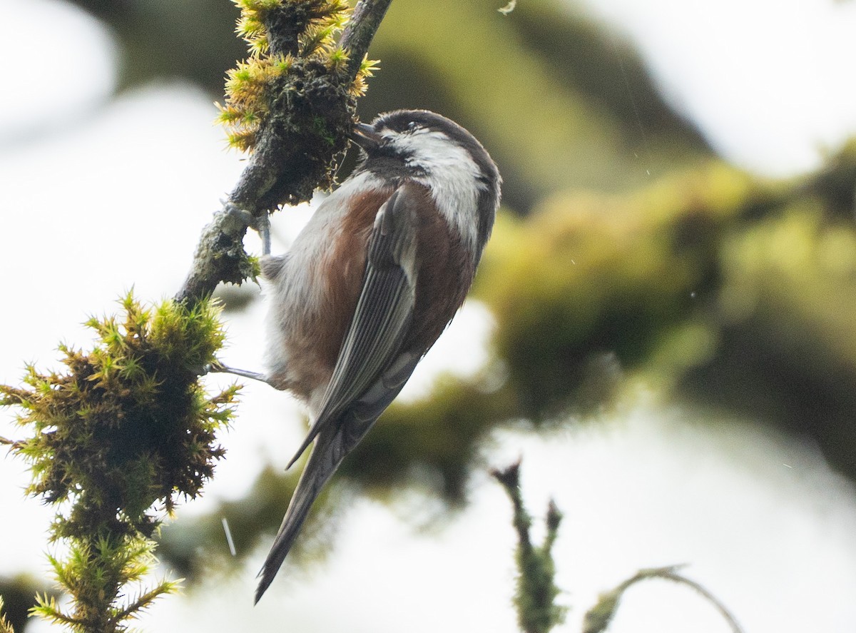 Chestnut-backed Chickadee - ML642683614